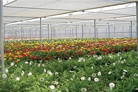 BIS Certificate for Harvest Nets