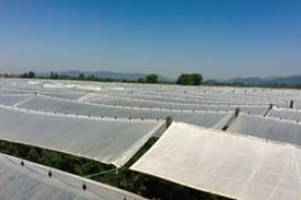 BIS Certificate for Woven Orchard Protection Covers
