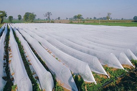 Polypropylene Spun Bonded Non—Woven Crop Cover and Fruit Skirting Bags for Agriculture and Horticulture Applications