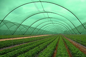 Windshield nets for agriculture and horticulture purpose