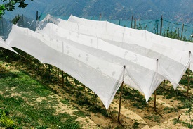 Hail Protection Nets for Agriculture and Horticulture Purposes – Woven Hail Protection Nets